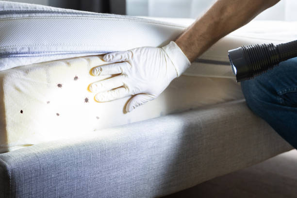 Best Wasp Removal Services  in Johnson City, KS