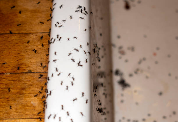 Pest Control for Restaurants in Johnson City, KS