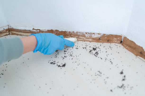 Best Insect Control  in Johnson City, KS
